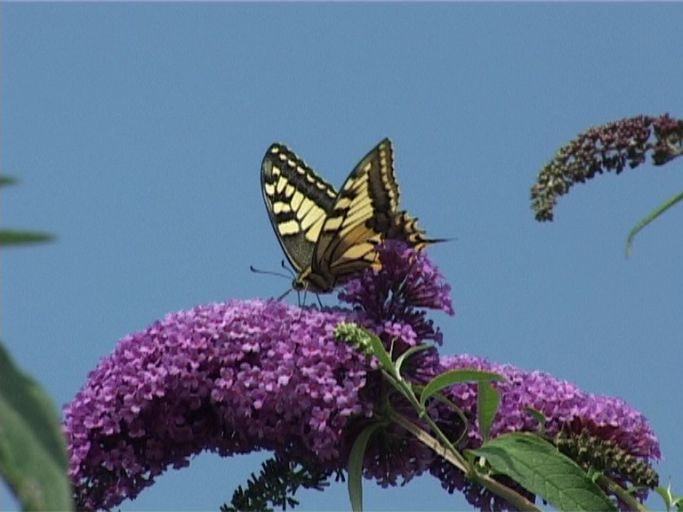 Schwalbenschwanz ( Papilio machaon ), auf Sommerflieder : Nettetal, NABU Naturschutzhof, 03.08.2005